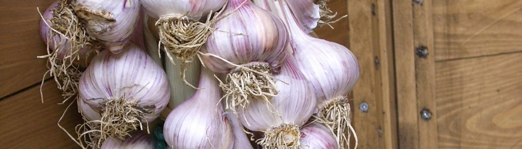 Perfect Garlic Every Time