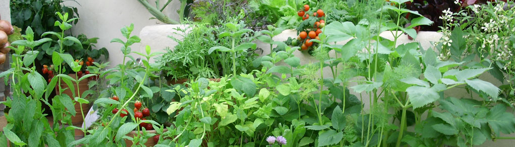 Permaculture for Small Gardens