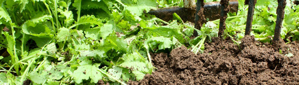 Safe Ways to Banish Vegetable Garden Diseases