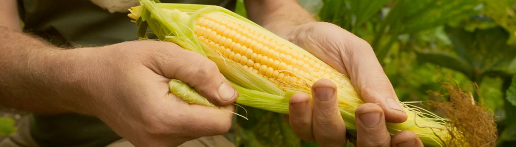 Want Fully Filled Corn? Do These 3 Things!
