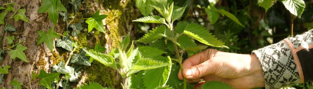 Why Nettles Are Great For Your Garden