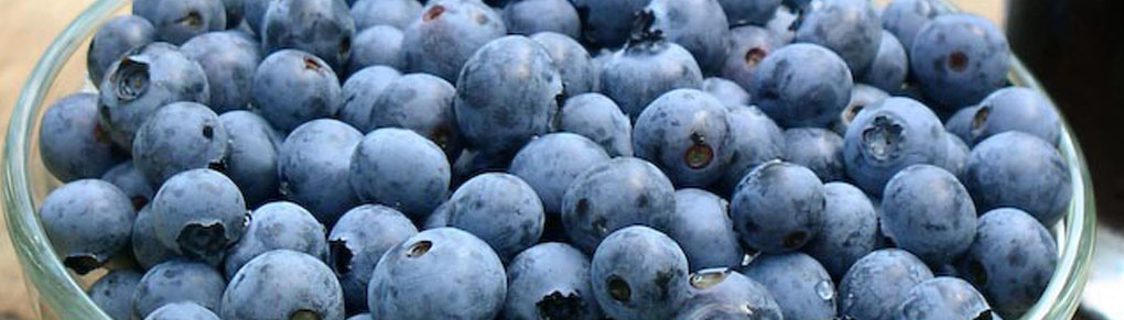 Why You Need Blueberries