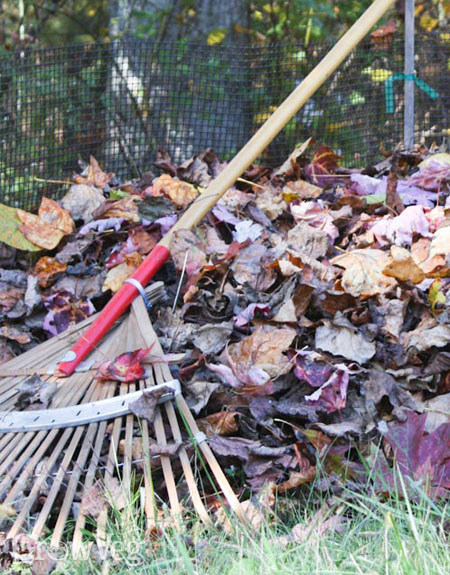 Raking leaves for leafmould