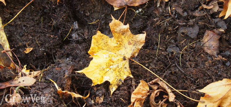 Leaves rotting down into leafmould