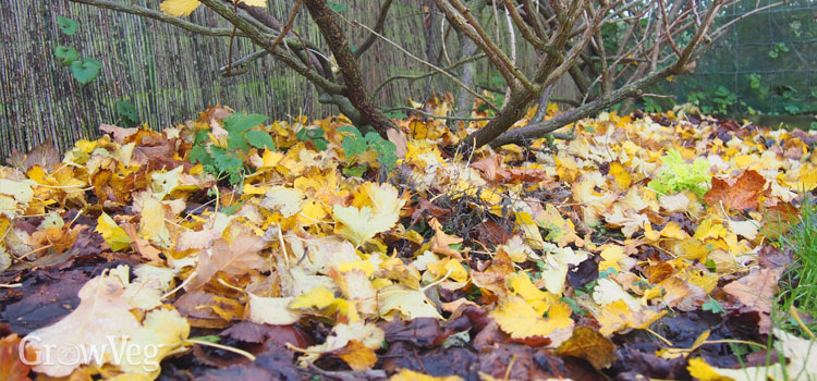 Fallen leaves around currants