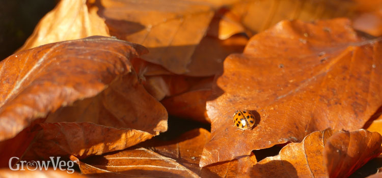 Ladybug on fall leaves