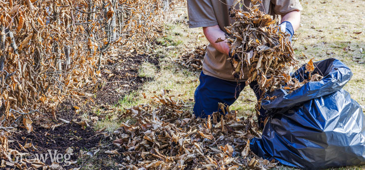 Making leaf mould in bags