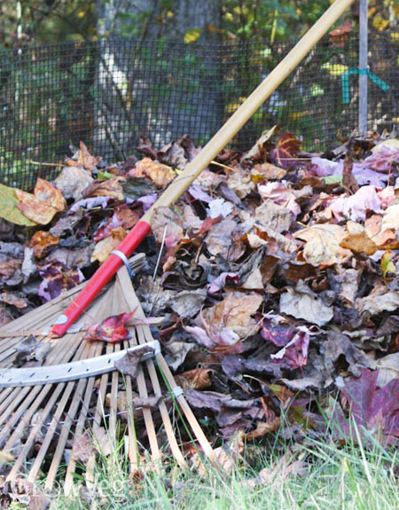 Raking fallen leaves for leafmould