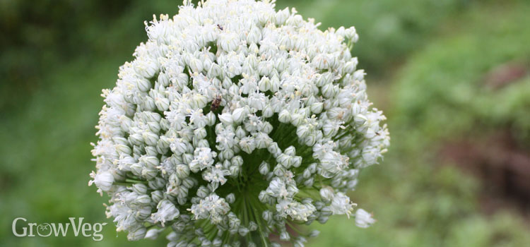 Overwintered leeks produce flowers that are loved by beneficial insects