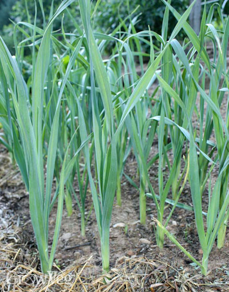 Leeks benefit from being started early in pots