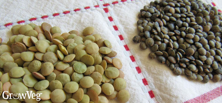 Green and black lentils