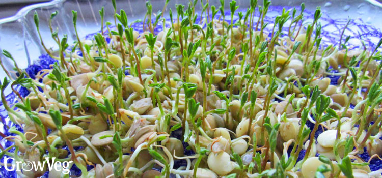 Lentil microgreens