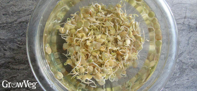 Soaking lentil sprouts