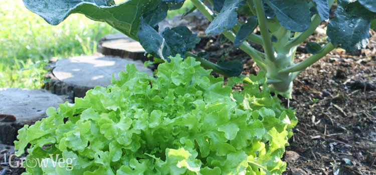 Lettuce growing as a companion plant for broccoli