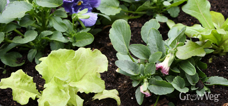 Image of Pansies and lettuce companion planting