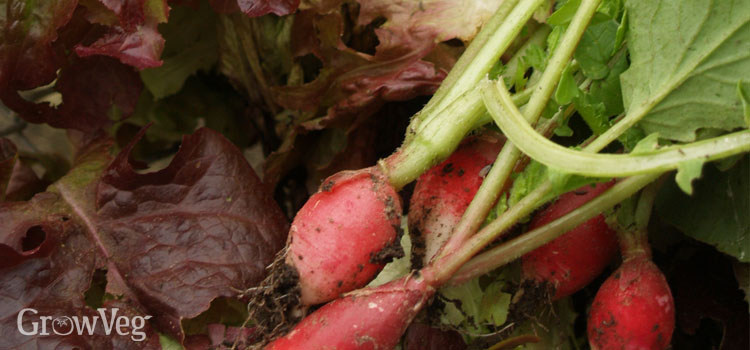 Fast-growing radishes and lettuce