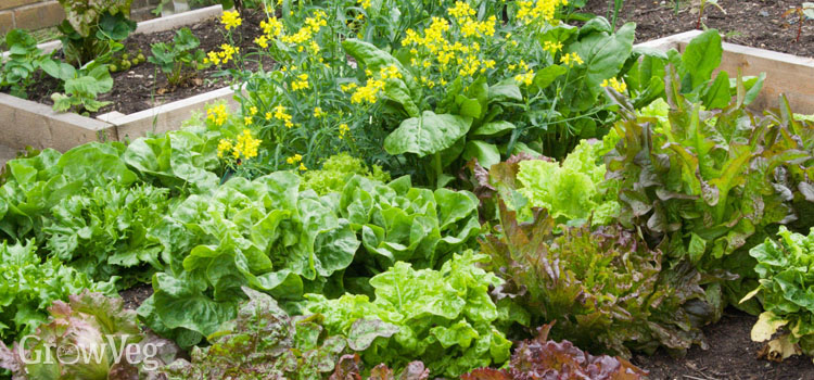 https://gardenplannerwebsites.azureedge.net/blog/lettuce-bed.jpg