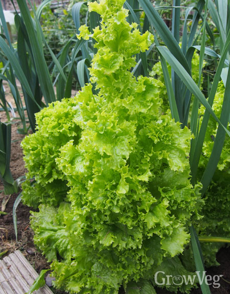 What causes lettuce to bolt?
