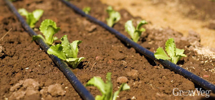 Using soaker hoses for irrigation in your vegetable garden