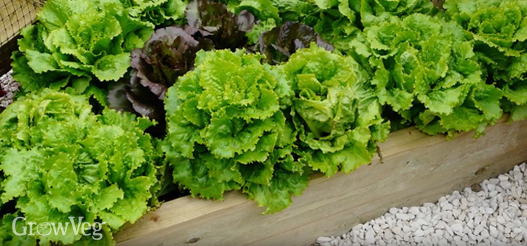 Lettuce comes in a variety of shapes and colors