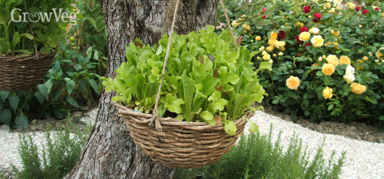 Lettuce-filled hanging basket