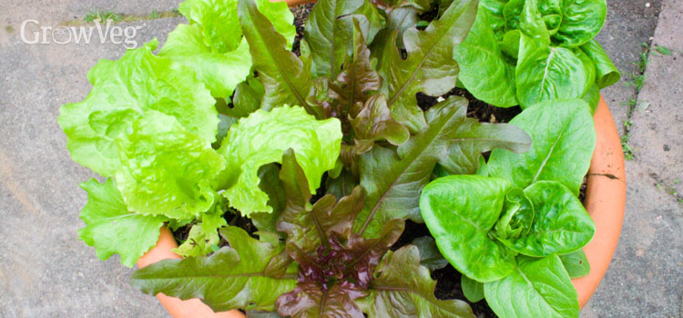 Mixed lettuce leaves in a container