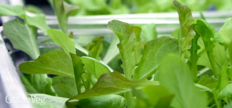 Growing lettuce seedlings under lights