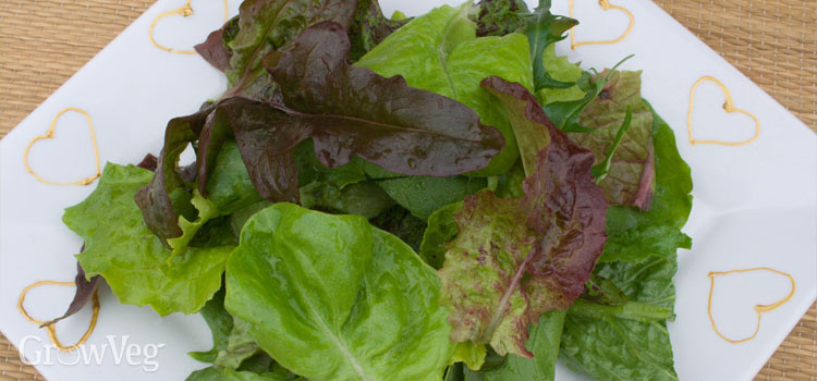 https://gardenplannerwebsites.azureedge.net/blog/lettuce-on-plate-2x.jpg