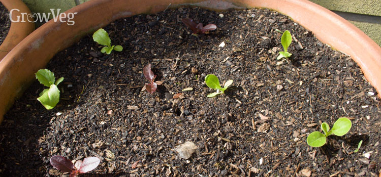 Lettuce seedlings in a container