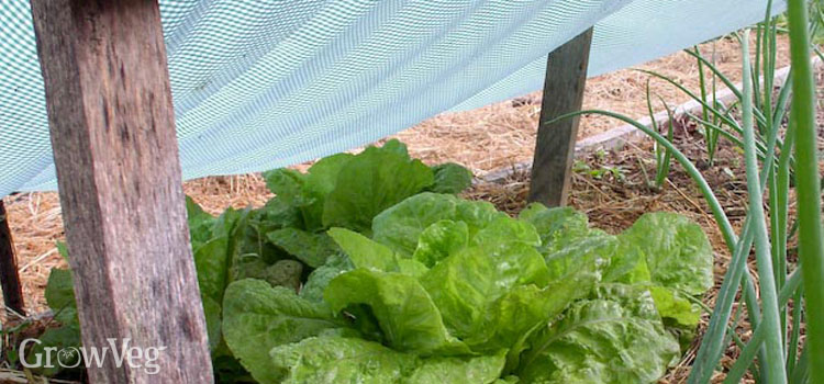 Shade cover protecting lettuce from the summer sun