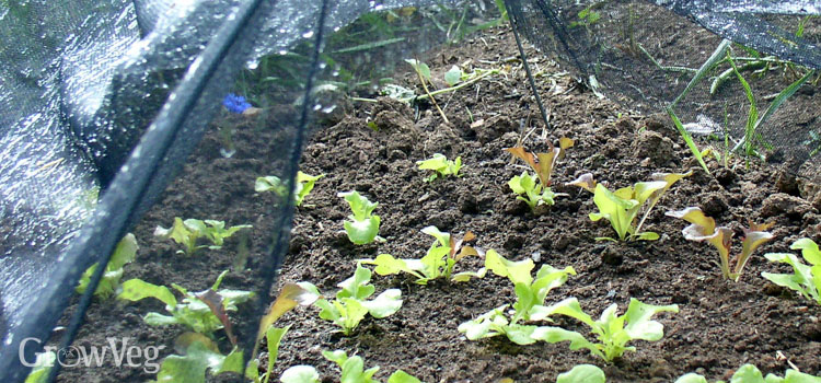 Lettuce growing under a shade cover
