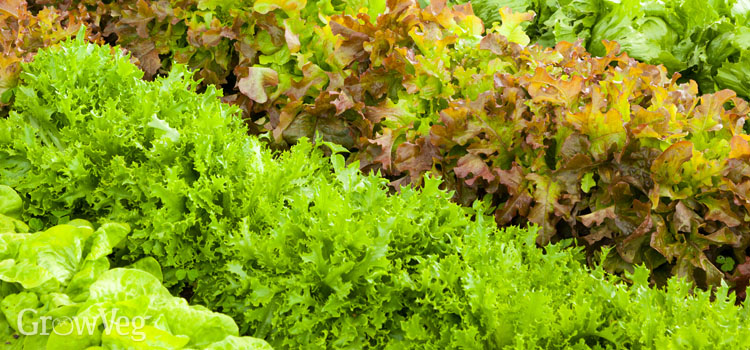 Easy-to-grow lettuces