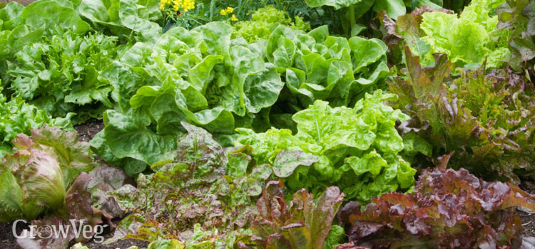 Lettuce is a simple crop to grow in spring