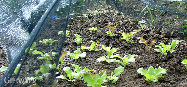 Summer-sown lettuce seedlings protected under shade cloth
