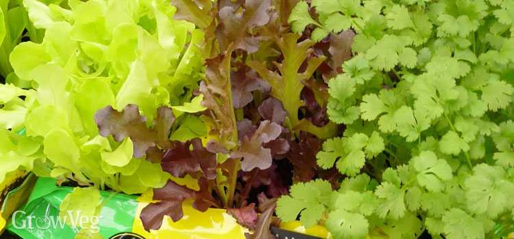 Lettuces and herbs in a growing bag