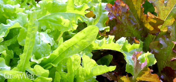 Mature lettuces