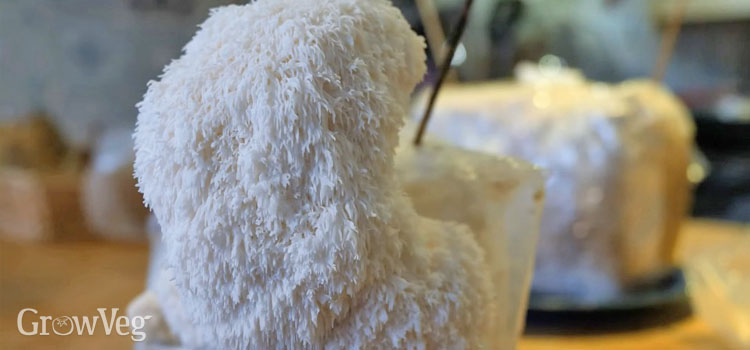 Lion's mane mushroom