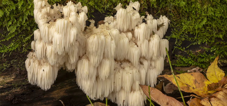 Lion's mane mushroom