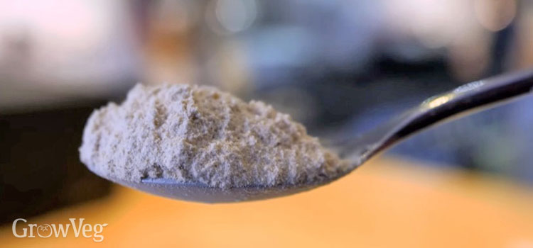 Lion's mane mushroom powder