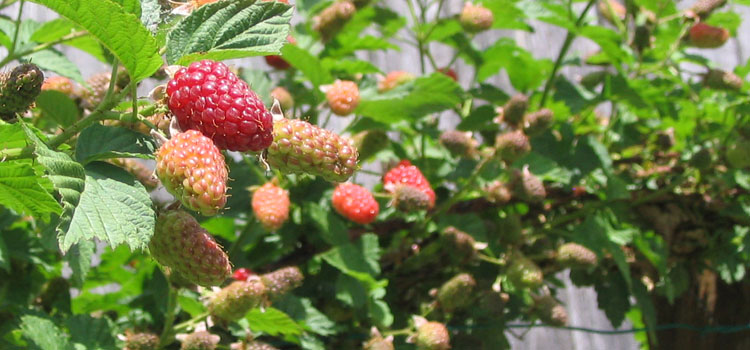 Growing loganberries trained on wires