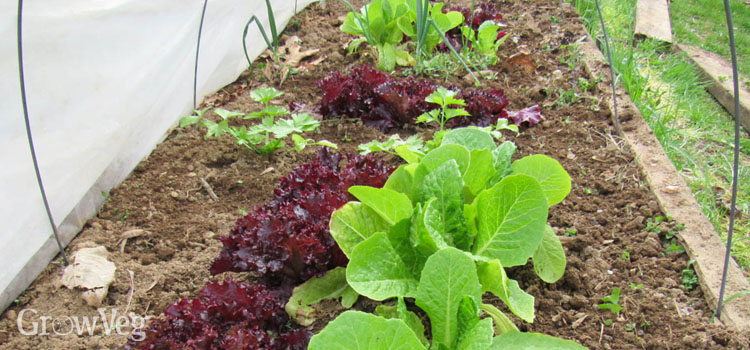 Lettuce growing under the protection of a low tunnel