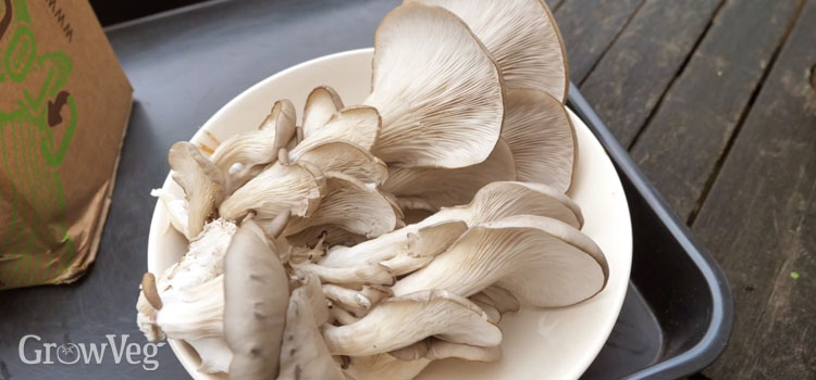 Homegrown mushrooms