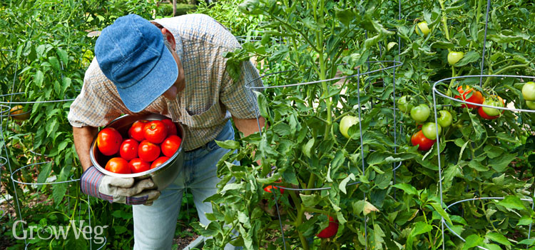 Man picking tomatoes that are well-supported by tomato cages