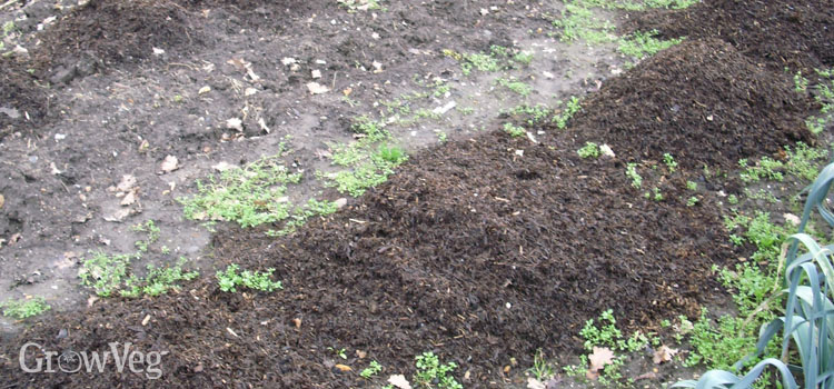 Adding compost to a vegetable bed