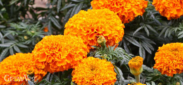 Growing marigolds in the vegetable garden