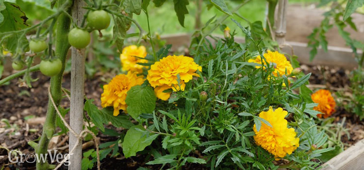Marigolds and tomatoes