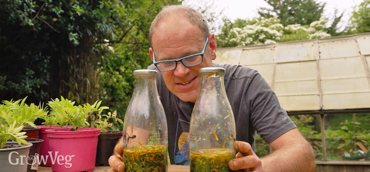 Marigold pest spray concentrate