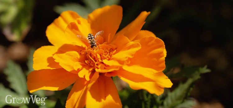 Hoverfly on marigold