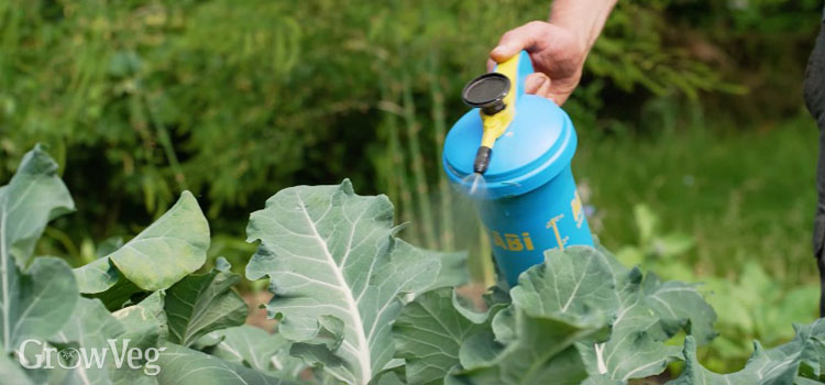 Marigold pest spray