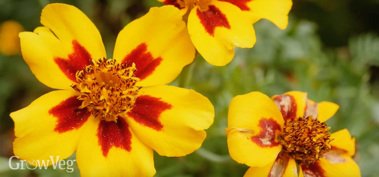 Marigolds